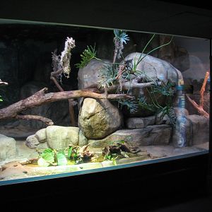 Small Mammal and Reptile House - Dwarf Crocodile Exhibit