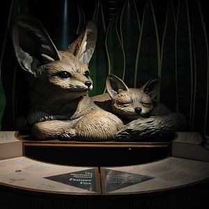 Small Mammal and Reptile House - Fennec Model