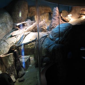 Small Mammal and Reptile House - Dwarf Mongoose Exhibit