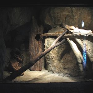 Small Mammal and Reptile House - Sand Cat Exhibit
