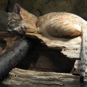 Small Mammal and Reptile House - Sand Cat Exhibit