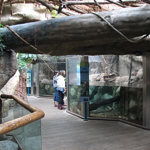 Small Mammal and Reptile House - Asian Small-clawed Otter and Prevosts Squi