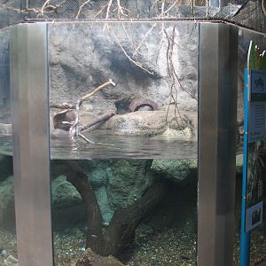 Small Mammal and Reptile House - Asian Small-clawed Otter and Prevosts Squi