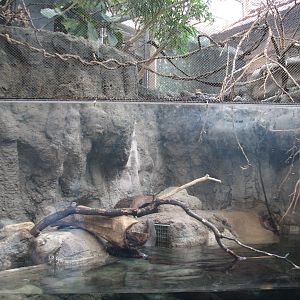 Small Mammal and Reptile House - Asian Small-clawed Otter and Prevosts Squi