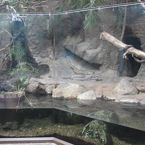 Small Mammal and Reptile House - Dwarf Caiman and Giant Guapote and White-f