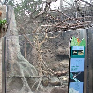 Small Mammal and Reptile House - Black Howler Monkey and Green Aracari Exhi