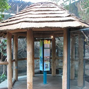 Small Mammal and Reptile House - Hoffmans Two-toed Sloth and Cottontop Tama