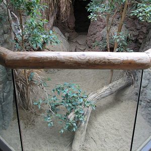 Small Mammal and Reptile House - Radiated Tortoise Exhibit