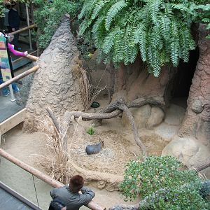 Small Mammal and Reptile House - Patagonian Cavy Exhibit