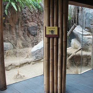 Small Mammal and Reptile House - Parma Wallaby Exhibit