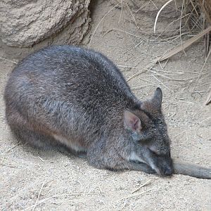 Small Mammal and Reptile House - Parma Wallaby Exhibit