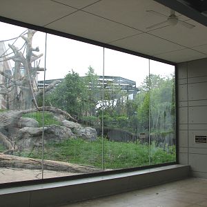 Center for African Apes - Gorilla Exhibit 1