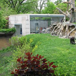 Center for African Apes - Gorilla Exhibit 1