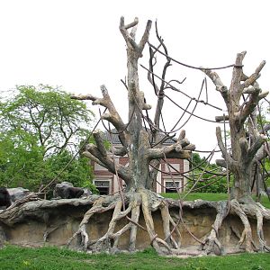 Center for African Apes - Gorilla Exhibit 1