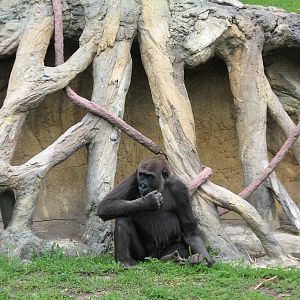 Center for African Apes - Gorilla Exhibit 1
