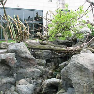 Center for African Apes - Gorilla Exhibit 1
