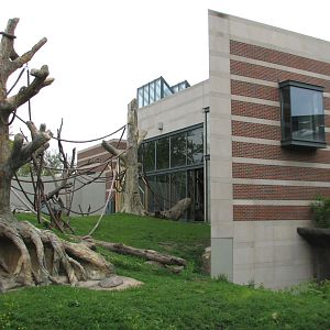 Center for African Apes - Gorilla Exhibit 1