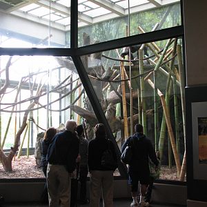 Center for African Apes - Gorilla Exhibit 1 Bedroom