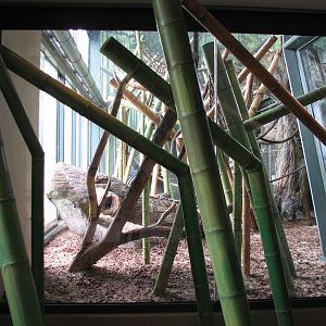 Center for African Apes - Gorilla Exhibit 1 Bedroom