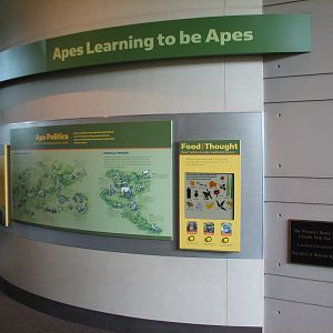Center for African Apes - Graphics