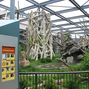 Center for African Apes - Chimpanzee Exhibit