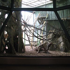 Center for African Apes - Chimpanzee Exhibit Bedroom