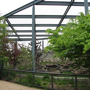Center for African Apes - Gorilla Exhibit 2