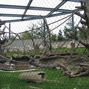 Center for African Apes - Gorilla Exhibit 2