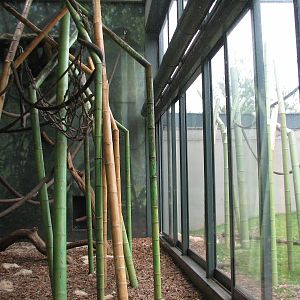 Center for African Apes - Gorilla Exhibit 2 Bedroom