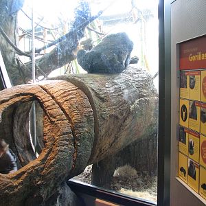 Center for African Apes - Gorilla Exhibit 2 Bedroom