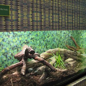 Childrens Zoo - Great Plains Rat Snake Exhibit