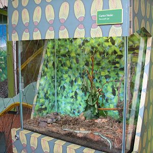 Childrens Zoo - Garter Snake Exhibit