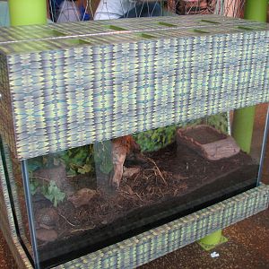 Childrens Zoo - Eastern Box Turtle Exhibit