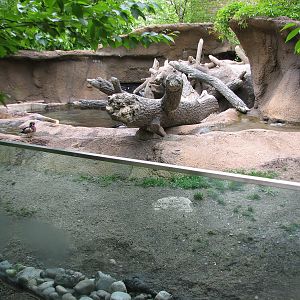 Childrens Zoo - Beaver Exhibit