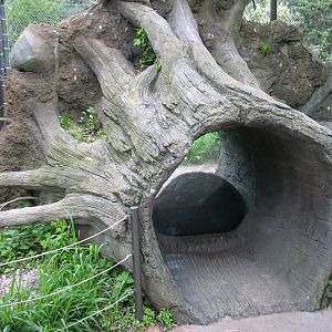 Childrens Zoo - Black Bear Exhibit