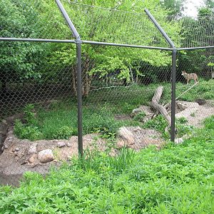 Childrens Zoo - Red Wolf Exhibit