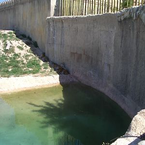 Terra Natura June 2006 - Tigers