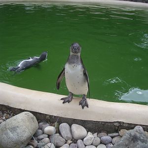 Penguin at Twycross - August 2009