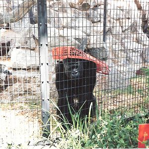 Bristol Zoo July 1989 - Outside Gorilla Enclosure