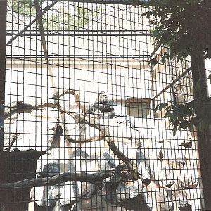 Bristol Zoo July 1989 - Outside Gorilla Enclosure