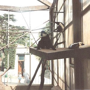 Bristol Zoo July 1989