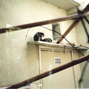 Bristol Zoo July 1989