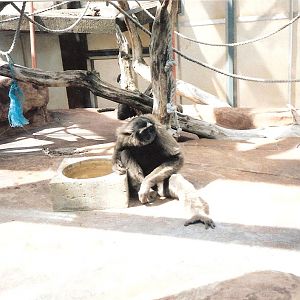 Bristol Zoo July 1989
