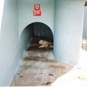 Bristol Zoo July 1989 - Polar Bear Pit