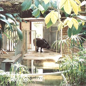 Bristol Zoo July 1989 - Pygmy Hippo