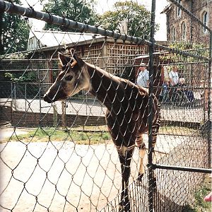 Bristol Zoo July 1989 - Okapi Enclosure