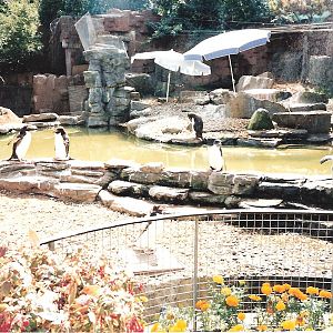 Bristol Zoo July 1989 - 'Old' Penguin Pool