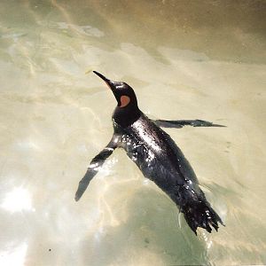 Bristol Zoo July 1989 - 'Old' Penguin Pool