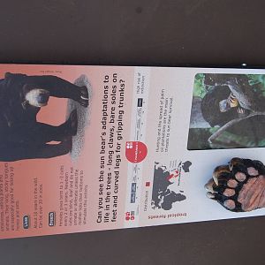Sun Bear Exhibit