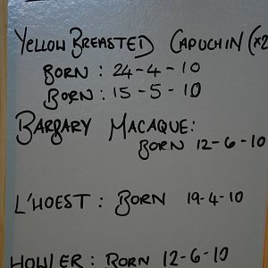 New Births in the Monkey House